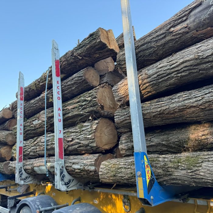 Akác rönkök szállítása / Transporting robinia logs
